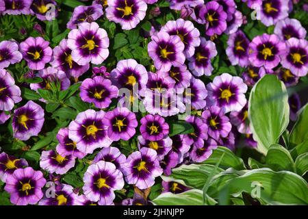 Un primo piano di un mazzo di petunias Foto Stock