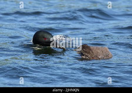 il loon adulto nutre il pulcino Foto Stock