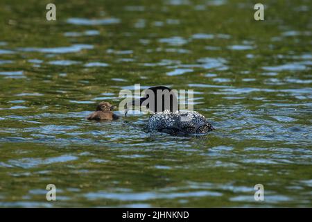 il loon adulto nutre il pulcino Foto Stock