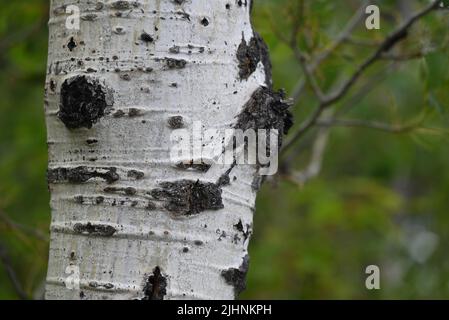 Primo piano di corteccia di betulla bianca al Lakeshore Nazionale delle Isole Apostoli. Foto Stock