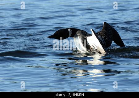 Loon comune Foto Stock
