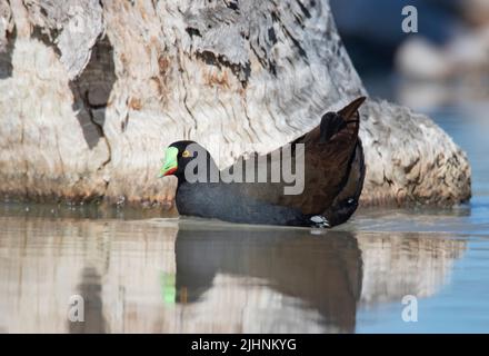 Gallina autoctona a coda nera, Tribonyx ventralis; nella zona umida nella zona del Queensland Australia. Foto Stock