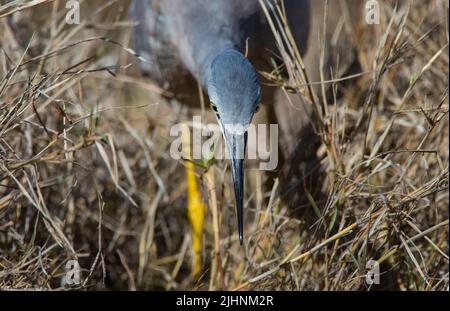Heron di fronte bianco, Egretta novaehollandiae, che si impalano preda ad una zona umida in Outback Queensland Australia. Foto Stock