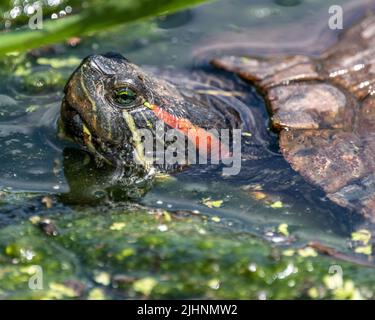 Primo piano della testa della tartaruga che si stinca da Green Pond Foto Stock