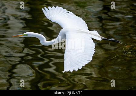 La grande Egret Bianca Ardea alba scivola in basso sullo scintillante lago nel Central Park di New York Foto Stock