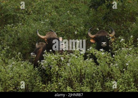 Gaur nel Nagarhole National Park, India Foto Stock