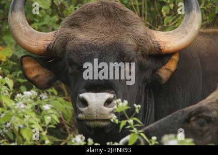 Gaur nel Nagarhole National Park, India Foto Stock