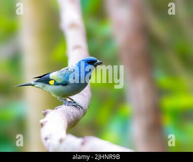 Tanager alato giallo arroccato su un albero Foto Stock