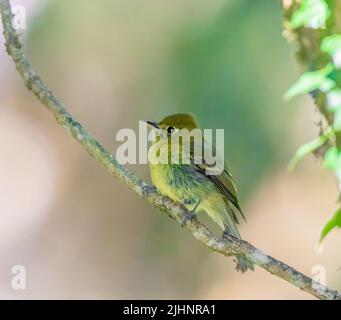 Giallastro Flycatcher arroccato su un ramo di albero Foto Stock