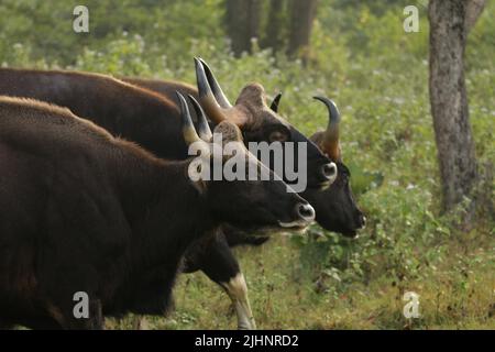 Gaur nel Nagarhole National Park, India Foto Stock