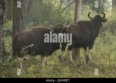 Gaur nel Nagarhole National Park, India Foto Stock