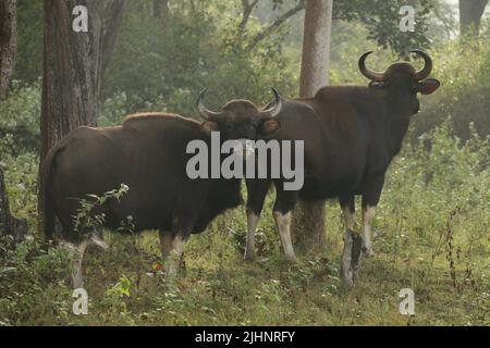 Gaur nel Nagarhole National Park, India Foto Stock