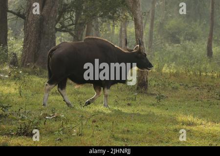 Gaur nel Nagarhole National Park, India Foto Stock