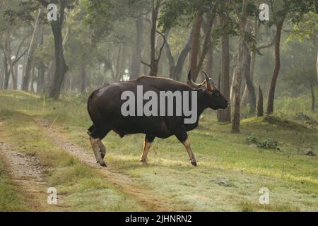 Gaur nel Nagarhole National Park, India Foto Stock