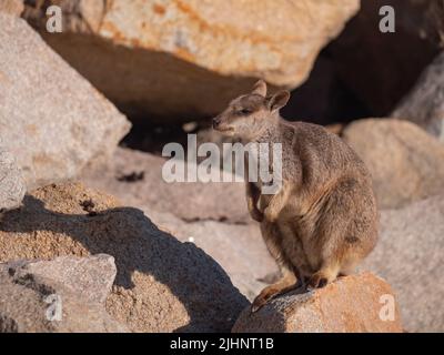 Allied Rock Wallaby, noto anche come Wallaby Weasle Rock, Petrogale assimilis, a Magnetic Island. Foto Stock