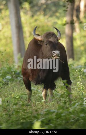 Gaur nel Nagarhole National Park, India Foto Stock