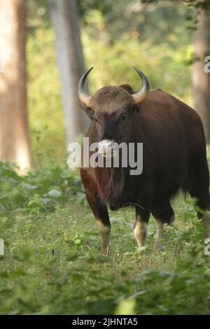 Gaur nel Nagarhole National Park, India Foto Stock