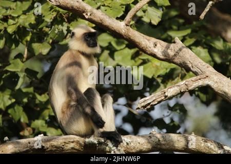 Langar grigio nel Parco Nazionale di Nagarhole, India Foto Stock