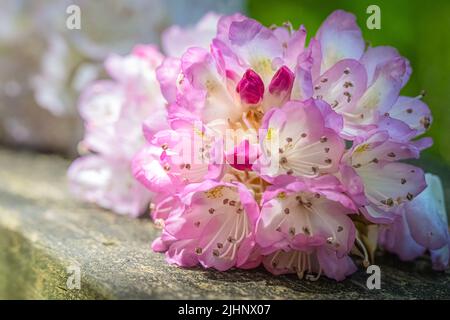 Il bellissimo Rhododendron (Ericaceae) fiorisce su una ringhiera del Vogel state Park nelle montagne della Georgia settentrionale Foto Stock