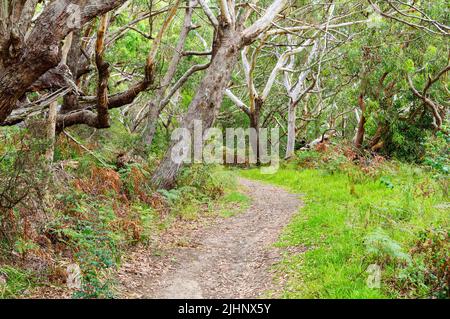 Percorso a piedi nel Parco Nazionale di Tomaree - Shoal Bay, NSW, Australia Foto Stock