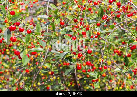 Bacche di ciliegio rosso appesi al ramo in raggi solari. Raccolta abbondanza, estate. Ciliegio tree. Ramo di ciliegie mature su albero in giardino. Pianta fresca matura Foto Stock