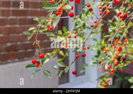 Raccolta dell'abbondanza, estate. Ramo di ciliegie mature. Pianta fresca matura, organice di albero, fuoco selettivo. Bacche di Ciliegio rosso appesi al ramo Foto Stock