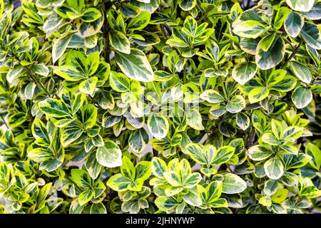 Fogliame di Euonymus foglie cultivar d'oro smeraldo variegate, foglia gialla e verde, fondo fogliame, fuoco selettivo. Fogliame Euonymus japonicus Foto Stock