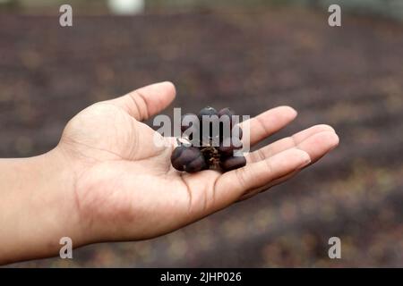 Ciliegie di caffè, fagioli di caffè, frutta di caffè, piantagione di caffè tradizionale, asciugare il caffè nel processo del sole Foto Stock