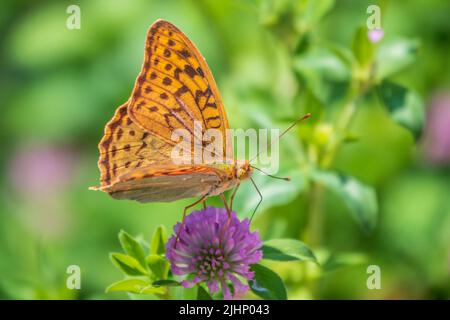 Il verde scuro fritillary farfalla raccoglie nettare su fiore. La Speyeria aglaja, precedentemente conosciuta come Argynnis aglaja, è una specie di farfalla della f Foto Stock