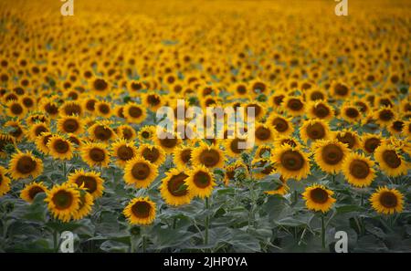 Un campo di girasoli all'orizzonte. Fiori di girasole in fiore su un campo agricolo Foto Stock