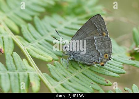 Una farfalla di airstreak viola, Favonius quercus, che si aggira su una foglia di bracken in bosco. Foto Stock