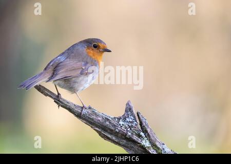 Robin europeo [ Erithacus rubecula ] su un bastone coperto di lichen Foto Stock