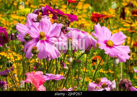 Cosmo rosa fiore teste in un giardino colorato agosto fiori biancheria da letto estate piante fiori annuali Foto Stock