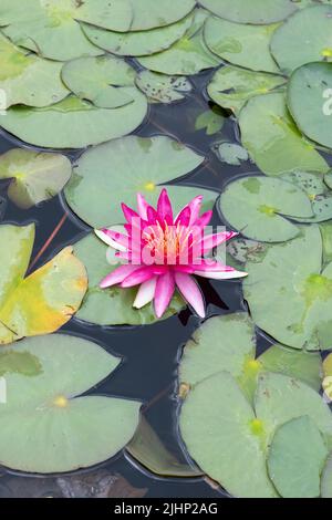 Nymphaea 'Newton'. Waterlily 'Newton' su uno stagno. REGNO UNITO Foto Stock