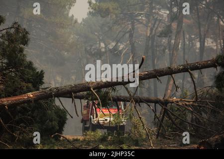 La teste-de-Buch, Francia sud-occidentale, 19 luglio 2022. La foto mostra i vigili del fuoco che lavorano per spostare due alberi caduti sul percorso 214 dove il fuoco è iniziato dopo un furgone bruciato in la teste-de-Buch, Francia sud-occidentale il 19 luglio 2022. Scene di devastazione emergono da una Francia sudoccidentale devastata dagli incendi che hanno devastato quasi 80 miglia quadrate di foreste, costringendo 37.000 persone ad evacuare. Le fiamme sono state soffocate da un'onda di calore che alimentava anche le fiamme in Grecia, Portogallo e Spagna. Foto di Thibaud Moritz/ABACAPRESS.COM Foto Stock