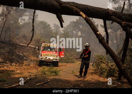 La teste-de-Buch, Francia sud-occidentale, 19 luglio 2022. La foto mostra i vigili del fuoco che lavorano per spostare due alberi caduti sul percorso 214 dove il fuoco è iniziato dopo un furgone bruciato in la teste-de-Buch, Francia sud-occidentale il 19 luglio 2022. Scene di devastazione emergono da una Francia sudoccidentale devastata dagli incendi che hanno devastato quasi 80 miglia quadrate di foreste, costringendo 37.000 persone ad evacuare. Le fiamme sono state soffocate da un'onda di calore che alimentava anche le fiamme in Grecia, Portogallo e Spagna. Foto di Thibaud Moritz/ABACAPRESS.COM Foto Stock