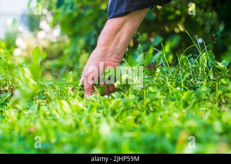 La mano di una donna sta schiacciando l'erba. Controllo delle erbacce e degli infestanti in giardino Foto Stock