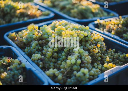 Green uve del vitigno. Le uve per la produzione di vino nella Raccolta di cassa. Una vista dettagliata di una vigna in un vigneto in autunno, Ungheria Foto Stock