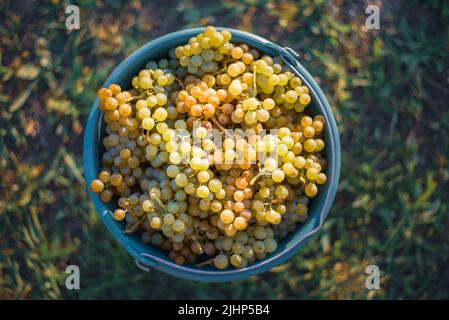 Secchio di uve durante la raccolta in vigna. Uva di vite nel secchio alla stagione di raccolto, Ungheria Foto Stock