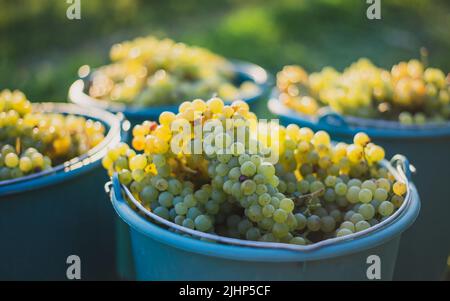 Secchio di uve durante la raccolta in vigna. Uva di vite nel secchio alla stagione di raccolto, Ungheria Foto Stock