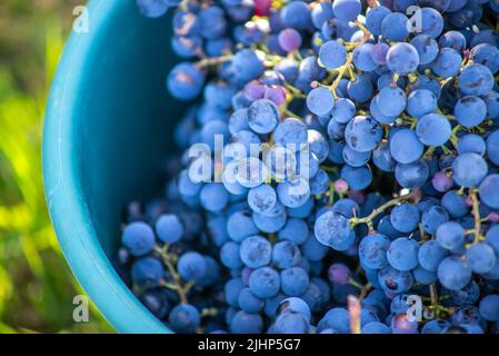 Secchio di uve durante la raccolta in vigna. Il nome dell'uva Cabernet Franc in gabbia durante la stagione del raccolto, in Ungheria Foto Stock