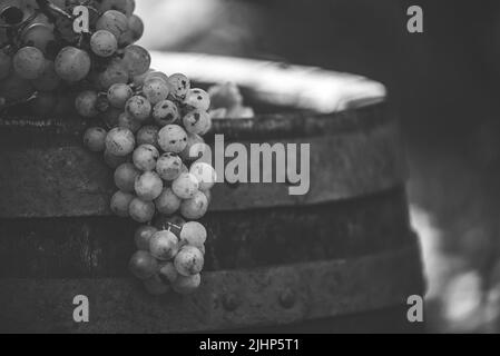 L'uva in vino in legno barile nel vigneto, Ungheria Foto Stock