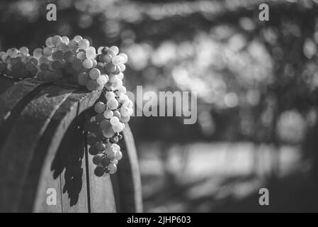 L'uva in vino in legno barile nel vigneto, Ungheria Foto Stock