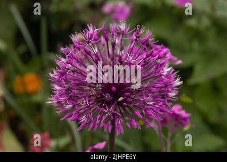 Allium, una bella pianta ornamentale di cipolla, singolo allio isolato dallo sfondo, fuoco selettivo Foto Stock