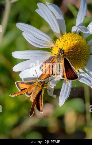 La macro fotografia dà l'opportunità di osservare il mondo degli insetti che prospera intorno a noi, ma va inosservato alla maggior parte delle persone. Skipper Essex Foto Stock