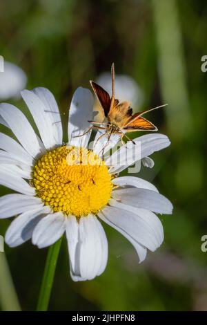 La macro fotografia dà l'opportunità di osservare il mondo degli insetti che prospera intorno a noi, ma va inosservato alla maggior parte delle persone. Skipper Essex Foto Stock