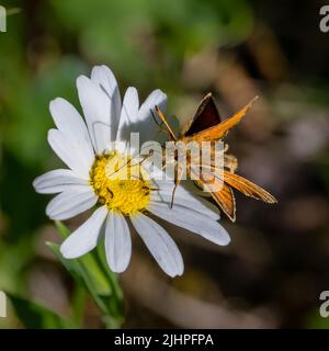 La macro fotografia dà l'opportunità di osservare il mondo degli insetti che prospera intorno a noi, ma va inosservato alla maggior parte delle persone. Skipper Essex Foto Stock