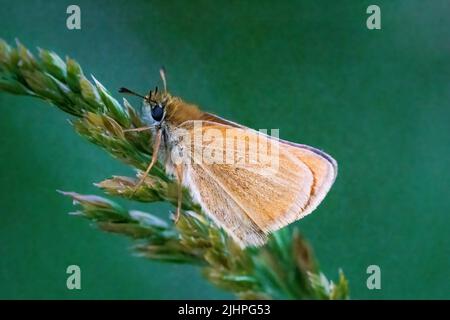 La macro fotografia dà l'opportunità di osservare il mondo degli insetti che prospera intorno a noi, ma va inosservato alla maggior parte delle persone. Skipper Essex Foto Stock