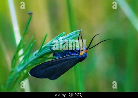 La macro fotografia dà l'opportunità di osservare il mondo degli insetti che prospera intorno a noi, ma va inosservato alla maggior parte delle persone. Virginia ctenuc Foto Stock