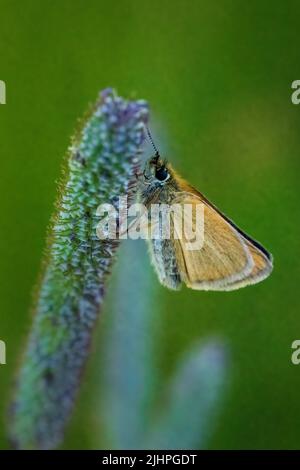 La macro fotografia dà l'opportunità di osservare il mondo degli insetti che prospera intorno a noi, ma va inosservato alla maggior parte delle persone. Skipper Essex Foto Stock